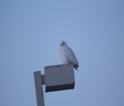 SnowyOwl 2015 01 18 006